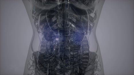Tomografía-De-Anatomía-Del-Cuerpo-Humano